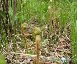 Osmunda Jiamusi