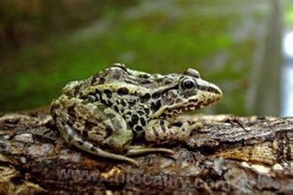 China Rana chensinensis (alias: frog, oi...