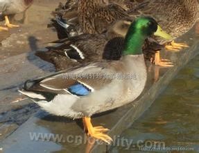 Mallard duck (alias: mallard duck, Anatidae)