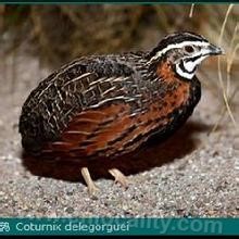 Quail (alias: red-throated quail, red-faced quail, Pheasant)