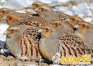 Spotted-winged partridge (alias: sand pheasant, Pheasant)