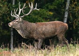 Red deer (Cervidae)