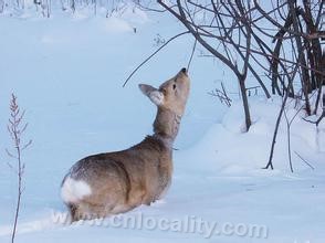 Roe deer (Cervidae)