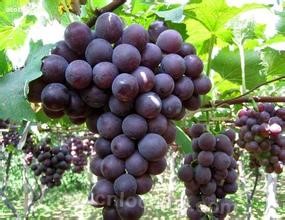 Jiamusi mountain grape