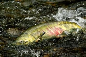 Hemp salmon (autumn salmon, Maha)