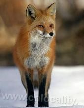 Red fox (alias: fox, Fokko, Canidae)