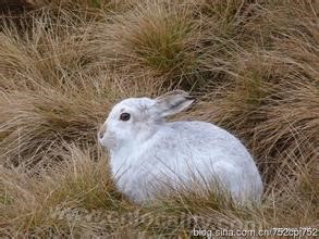 Mountain hare (alias: White Rabbit, Colo...