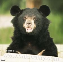 Black bear (alias: black bear, black blind, Xiong Ke)