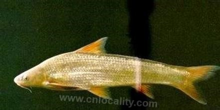 Yarrow fish (Chinese fish, white fish)