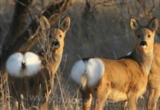 roe deer