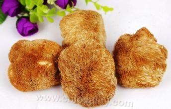 Northeast Hericium erinaceus treasures c...