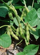 Jiayin soybean