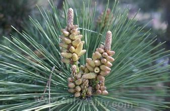 Sea pine nut