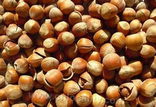 Yichun hazelnut