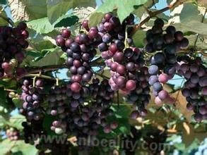 Nanchashan grape