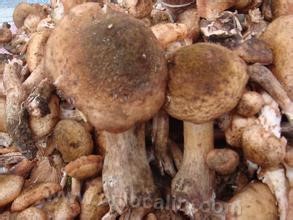 Nancha wild hazel mushroom