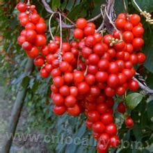 Schisandra tieliensis