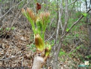 Thorny bud