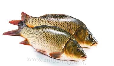 Tuoxian carp