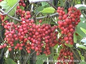 Yichun specialty Schisandra chinensis