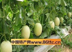 Shangganling melon