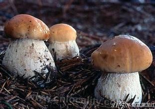 Boletus Yichun