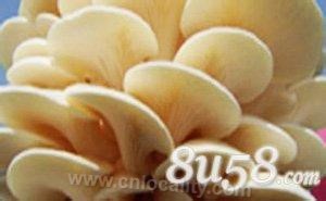 Pleurotus nebrodensis in Yichun