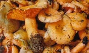 Tricholoma matsutake