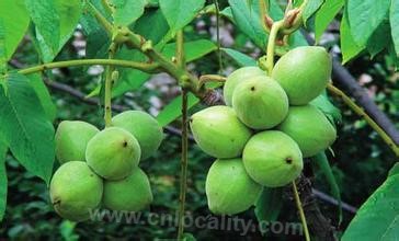 Carya cathayensis in Changbai Mountain