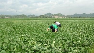 Spring soybean