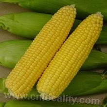 Fresh corn