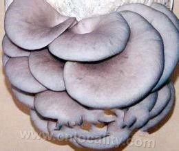 Pleurotus ostreatus