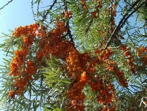 Seabuckthorn fruit