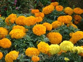 marigold