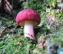 Original ecological russula