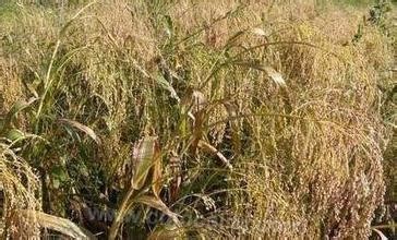 Millet with broom