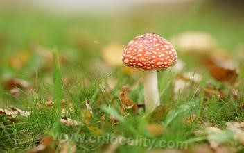 Gezidong wild mushrooms