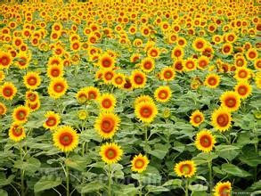 Daqing sunflower