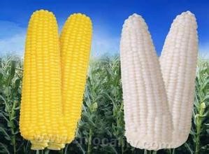 Daqing special corn