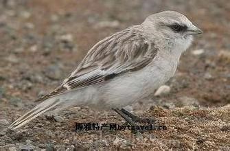 Zhaozhou snow finch