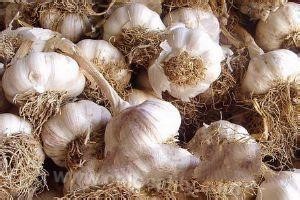 Northeast white garlic