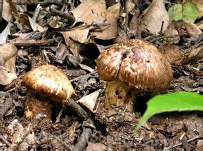 Honggang matsutake