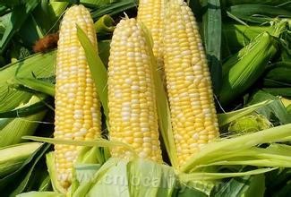 Special corn