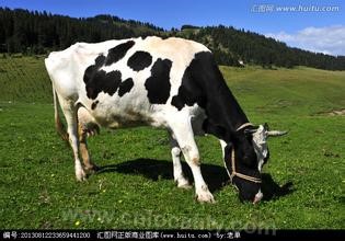 Black and white cow