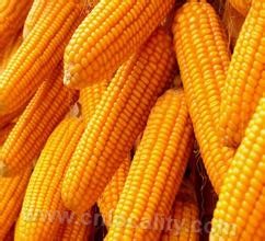 Daqing corn