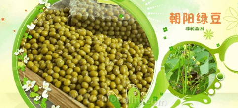 Chaoyang mung bean