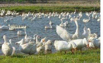 Yi' an white goose