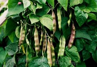 Purple snap beans