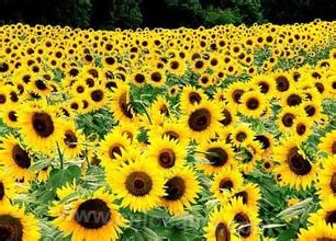 Gannan sunflower