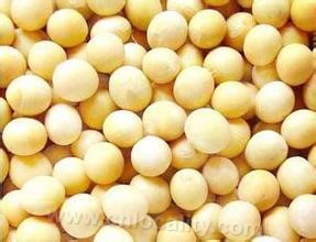 Gannan soybean